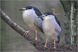 <p>KVAKOŠ NOČNÍ (Nycticorax nycticorax) Zoo Děčín</p>